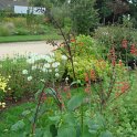 Salvia orthostachys (3)